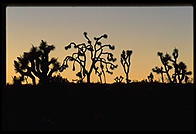 Joshua Tree National Park