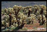 Cholla Cactus. Colorado Desert. Joshua Tree National Park