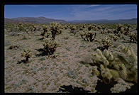 Cholla Cactus Garden. Colorado Desert. Joshua Tree National Park