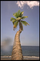 Palm Tree.  St. Lucia