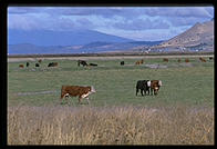 Cows.  Lower Klamath National Wildlife Refuge