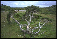 The trees near the raukar at Langhammars (at the northern part of Gotland) were very short, perhaps due to a combination of poor soil (limestone) and intense wind.
