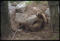 Bears in Skansen in Stockholm