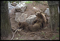 Bears in Skansen in Stockholm