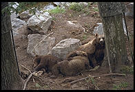 Bears in Skansen in Stockholm