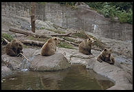 Bears in Skansen in Stockholm