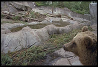 Bears in Skansen in Stockholm