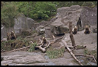 Bears in Skansen in Stockholm