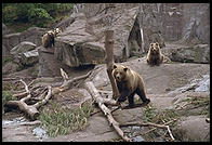 Bears in Skansen in Stockholm