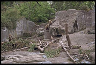 Bears in Skansen in Stockholm