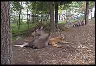 Moose in Skansen in Stockholm