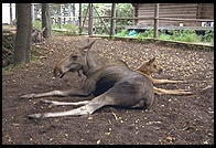 Moose in Skansen in Stockholm