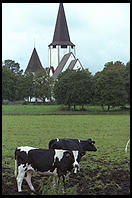 Cows and Church.  Tingstade (northern Gotland).