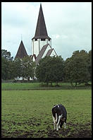 Cows and Church.  Tingstade (northern Gotland).