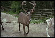 Reindeer.  Skansen.  Stockholm, Sweden