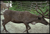 Reindeer.  Skansen.  Stockholm, Sweden