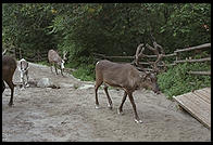 Reindeer.  Skansen.  Stockholm, Sweden