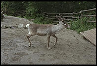 Reindeer.  Skansen.  Stockholm, Sweden