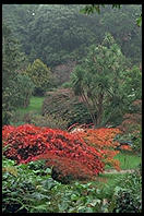 Japanese Garden. Powerscourt. South of Dublin, Ireland.