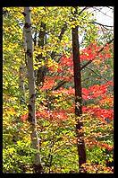 Fall foliage in the Adirondacks (New York).