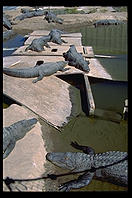 Alligator Farm.  Southern Colorado.