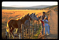 Horses.  Colorado.