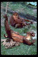 Orangutan.  Audubon Zoo.  New Orleans, Louisiana. 