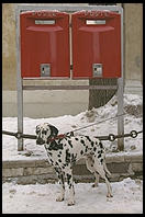 Mailboxes and a Dalmatian, in Cortina