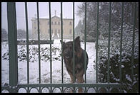 A dog in the snow in Vicenza, Italy.
