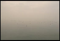 Ducks in the fog on Lake Garda