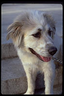 Mombasa.  A Great Pyrenees puppy.  Harvard Yard 1998