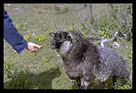 Eve feeding sheep on Faro. Northern Gotland.  Sweden