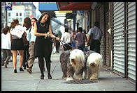 Sheepdogs on 14th Street.  Manhattan 1995.