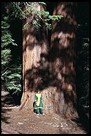 Sequoia.  Kings Canyon National Park.  California.