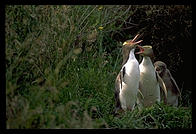 Yellow-eyed penguins on the Otago Peninsula.  South Island, New Zealand.