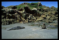 Seals on the Otago Peninsula.  South Island, New Zealand.