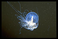 Jellyfish.  Monterey Aquarium.  California.
