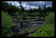 Pond.  Sierra Nevada.