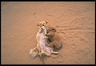 Dogs wrestling at the Acoma Pueblo, New Mexico