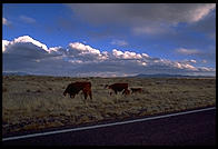 Roadside cows.  New Mexico, not far from Salinas Pueblo Missions National Monument