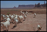 Goats in Monument Valley (Arizona/Utah border), part of the Navajo Nation