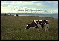 Cow in front of the coastal mountains in the northeast corner of the South Island, New Zealand