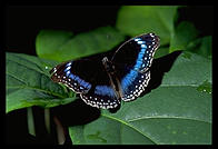 Butterfly in Kuranda, Queensland, Australia