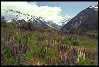 Lupines and mountain, South Island, New Zealand