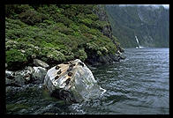 Seal colony in Milford Sound, South Island, New Zealand