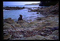 Seal.  Otago Peninsula.  South Island, New Zealand.