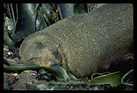 Seal.  Otago Peninsula.  South Island, New Zealand.