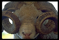Sheep with curly horns at a tourist farm in Rotorua, North Island, New Zealand.