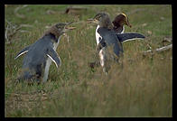 Yellow-eyed penguins.  Otago Peninsula.  South Island, New Zealand.