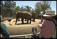 Elephant hunting at the zoo with a Nikon 300/2.8 AF lens (comes in its own suitcase; costs and weighs about as much as a good used car).